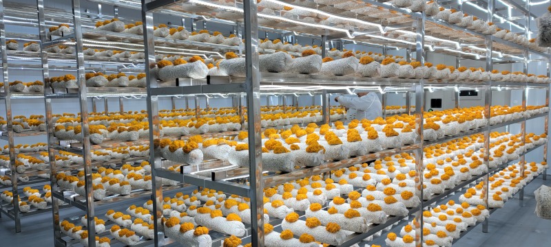 安徽东至鲜银耳金耳散装食用菌