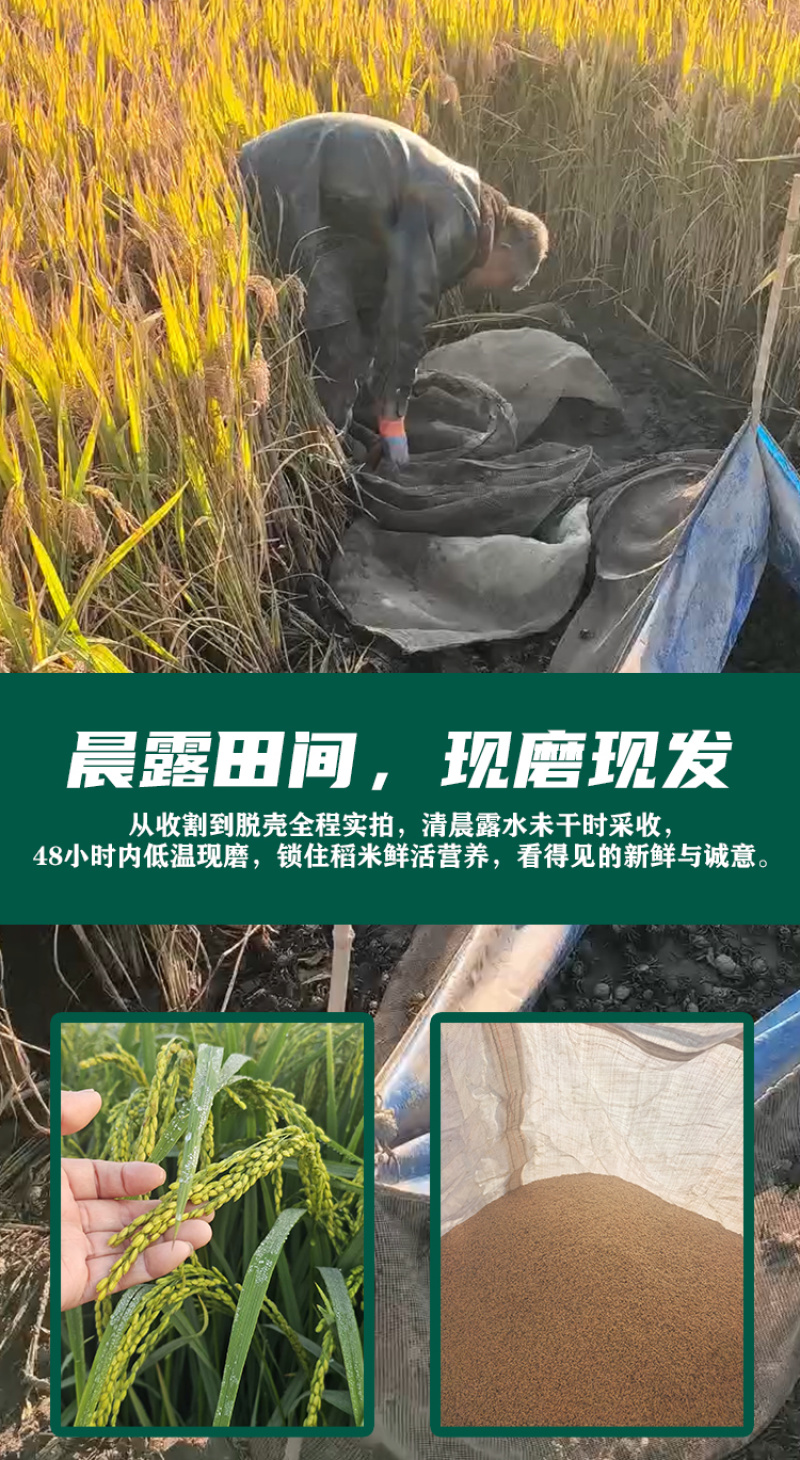 蟹田新米厂家直发一手货源可视频看货欢迎致电