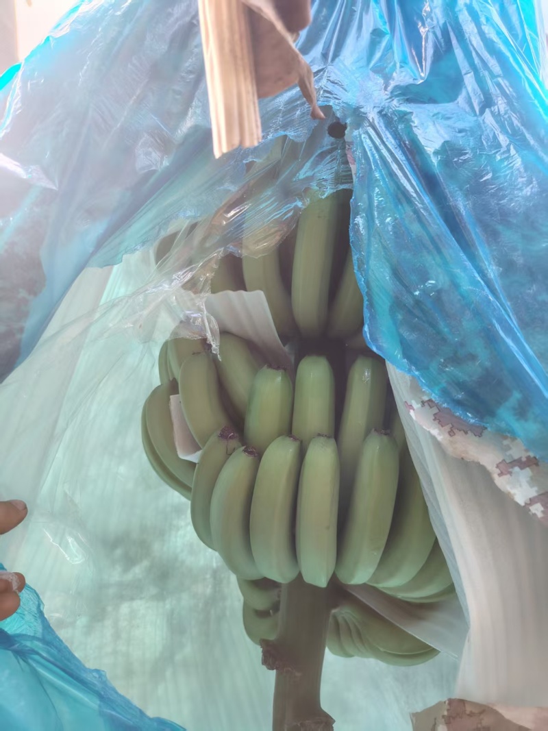 巴西蕉，产地广东徐闻，一手货源，量大可议价