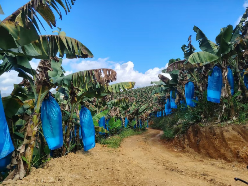 巴西蕉，产地广东徐闻，一手货源，量大可议价