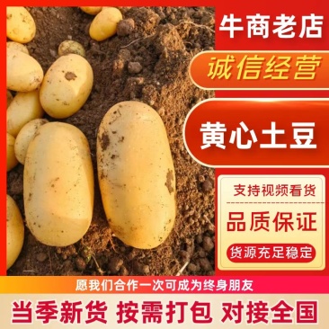 (热卖)河南黄心土豆新鲜上市价格美丽对接全国量大从优热卖