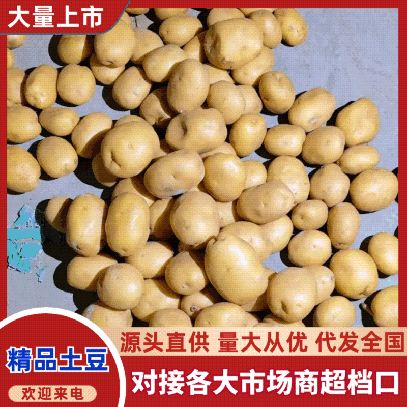 （热卖）陕西黄心土豆新鲜上市价格美丽对接全国市场量大从优