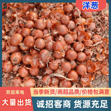 (热卖)甘肃黄皮洋葱新鲜上市价格美丽对接全国欢迎询价