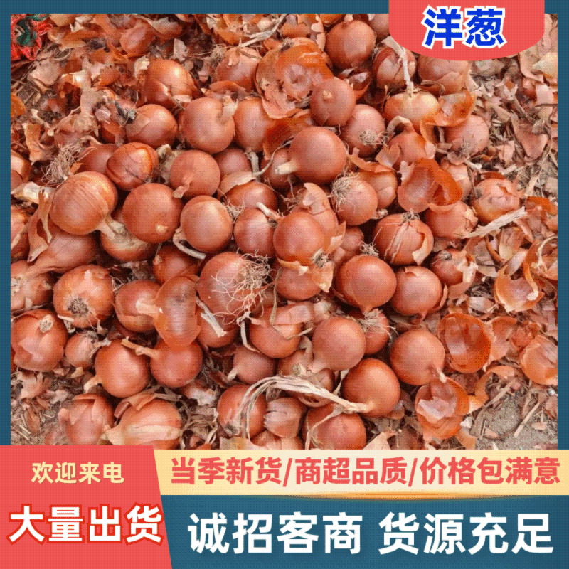 甘肃黄皮洋葱鲜嫩可口价格美丽质量好欢迎询价热卖