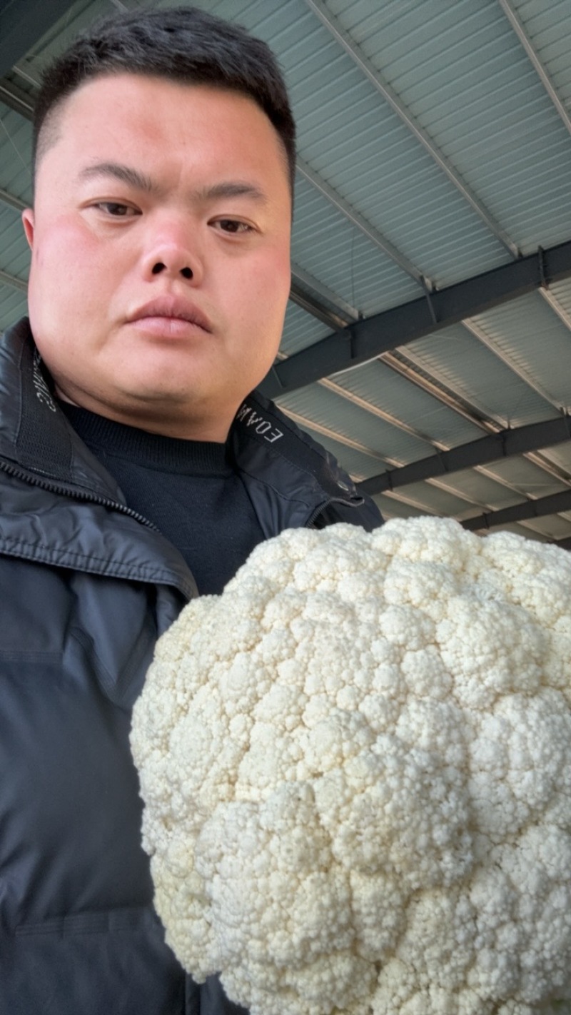 温州有机菜花，个头均匀，颜色白，大量供应，产地直发，欢迎咨询