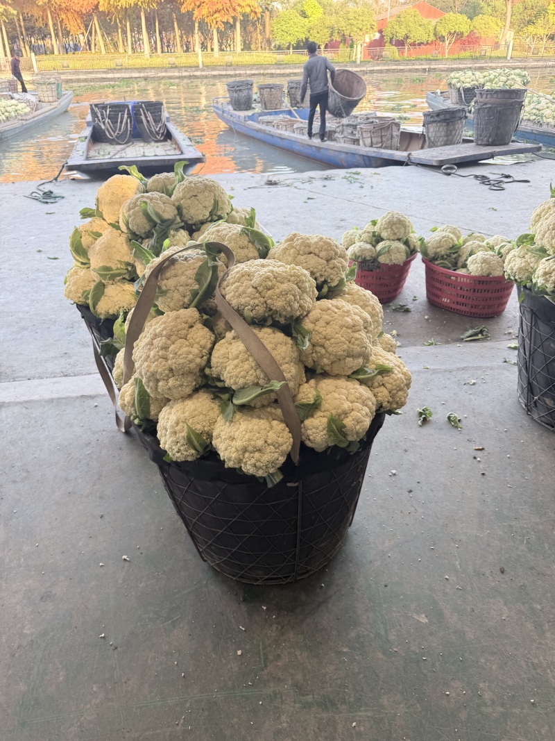 温州有机菜花，个头均匀，颜色白，大量供应，产地直发，欢迎咨询
