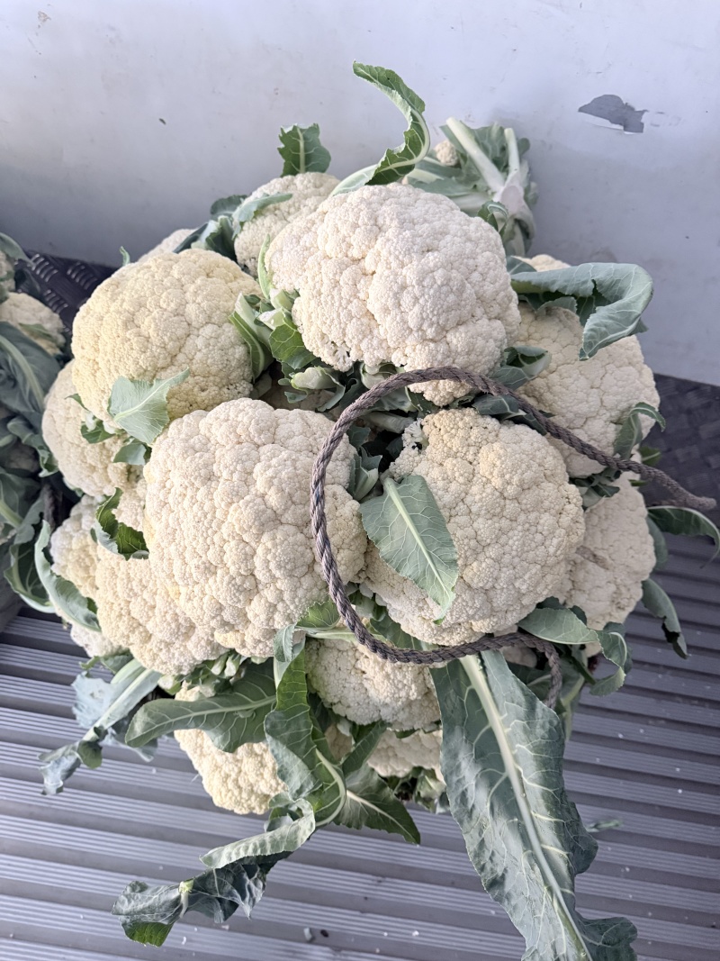 温州有机菜花，个头均匀，颜色白，大量供应，产地直发，欢迎咨询