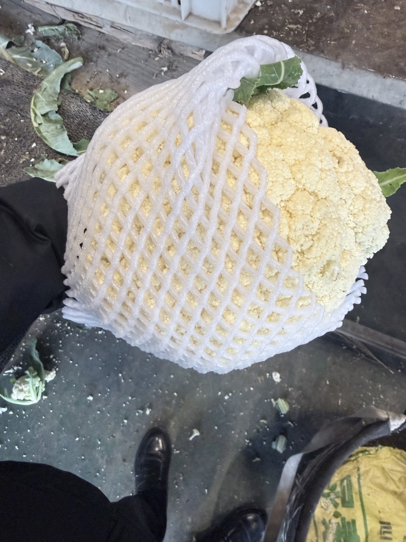 温州有机菜花，个头均匀，颜色白，大量供应，产地直发，欢迎咨询