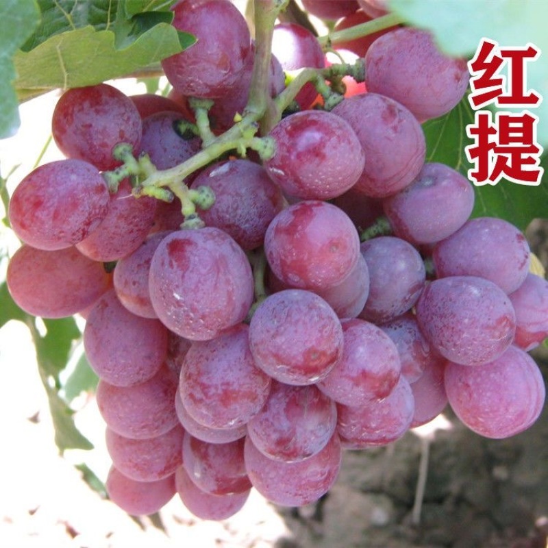 精品红提陕西红提葡萄对接电商市场商超可视频