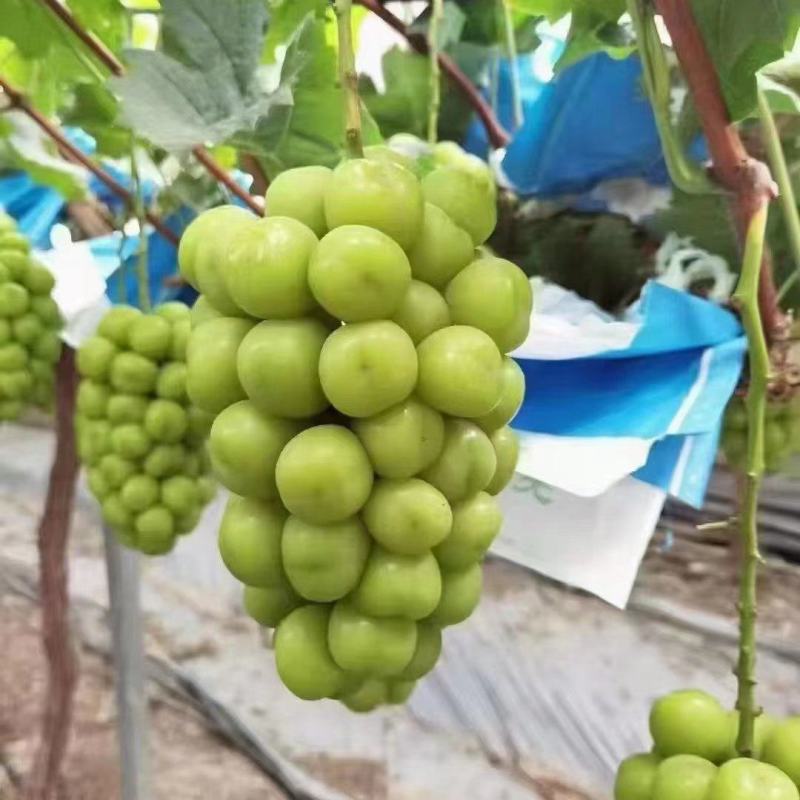 好货推荐精品阳光玫瑰基地一手货源可视频看货