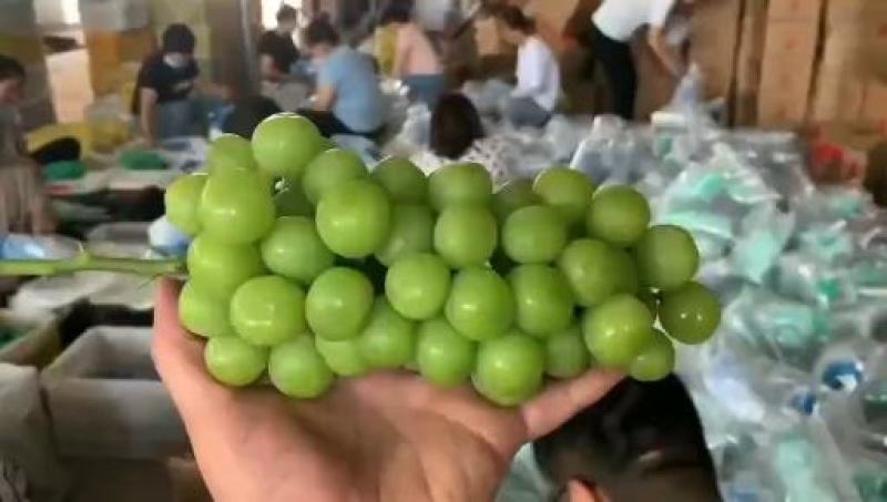 好货推荐精品阳光玫瑰基地一手货源可视频看货