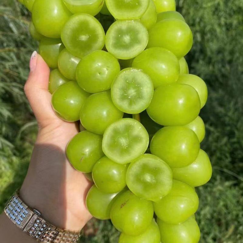 好货推荐精品阳光玫瑰基地一手货源可视频看货