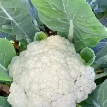 枝江有机花菜，大量精品新鲜现货速发，保质保量欢迎选购
