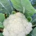 枝江有机花菜，大量精品新鲜现货速发，保质保量欢迎选购
