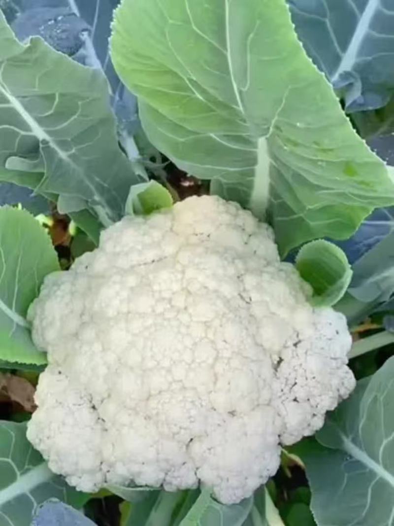 枝江有机花菜，大量精品新鲜现货速发，保质保量欢迎选购