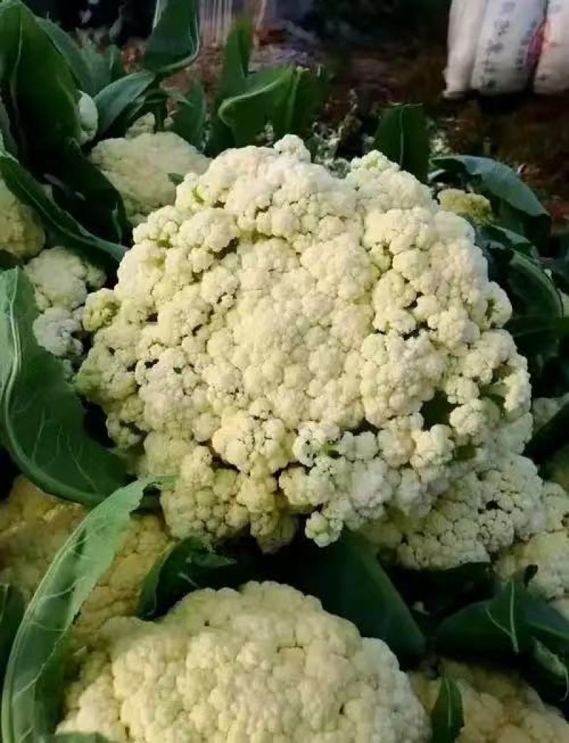 枝江有机花菜，大量精品新鲜现货速发，保质保量欢迎选购