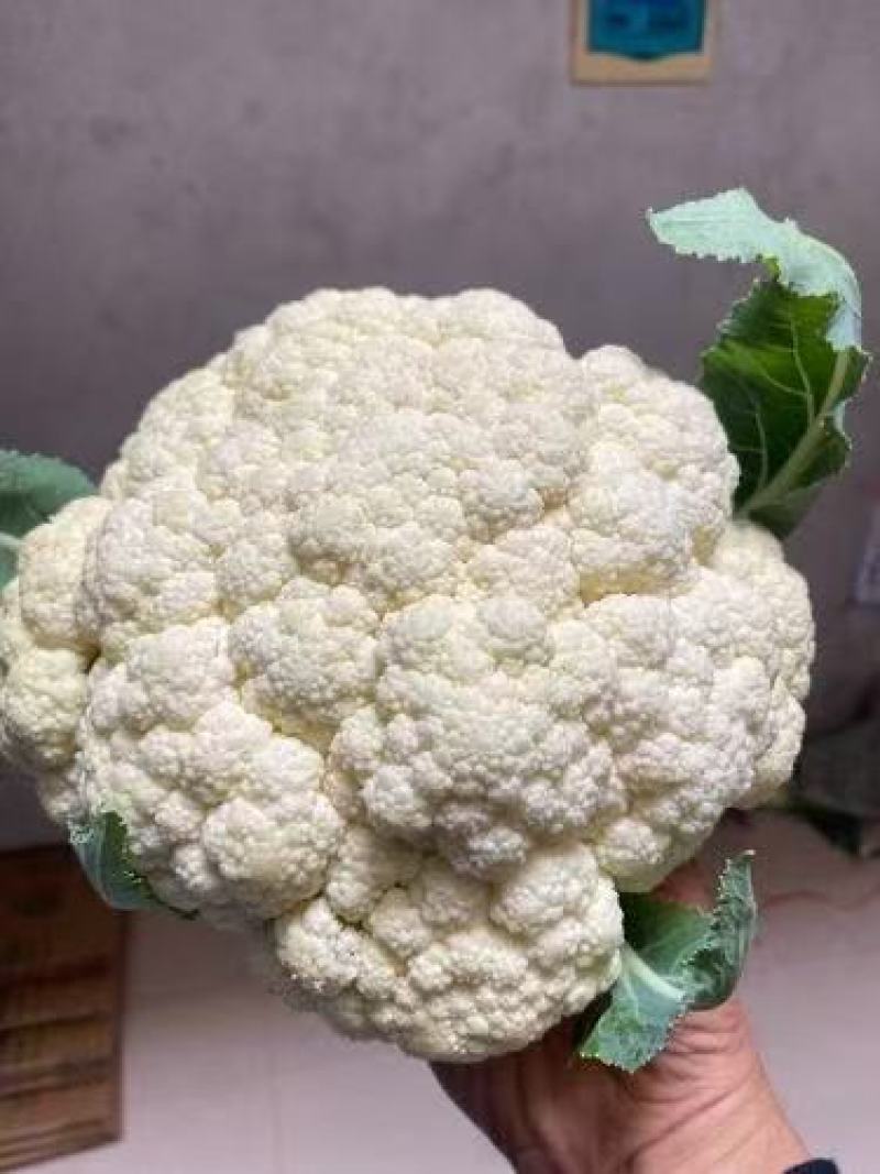 枝江有机花菜，大量精品新鲜现货速发，保质保量欢迎选购