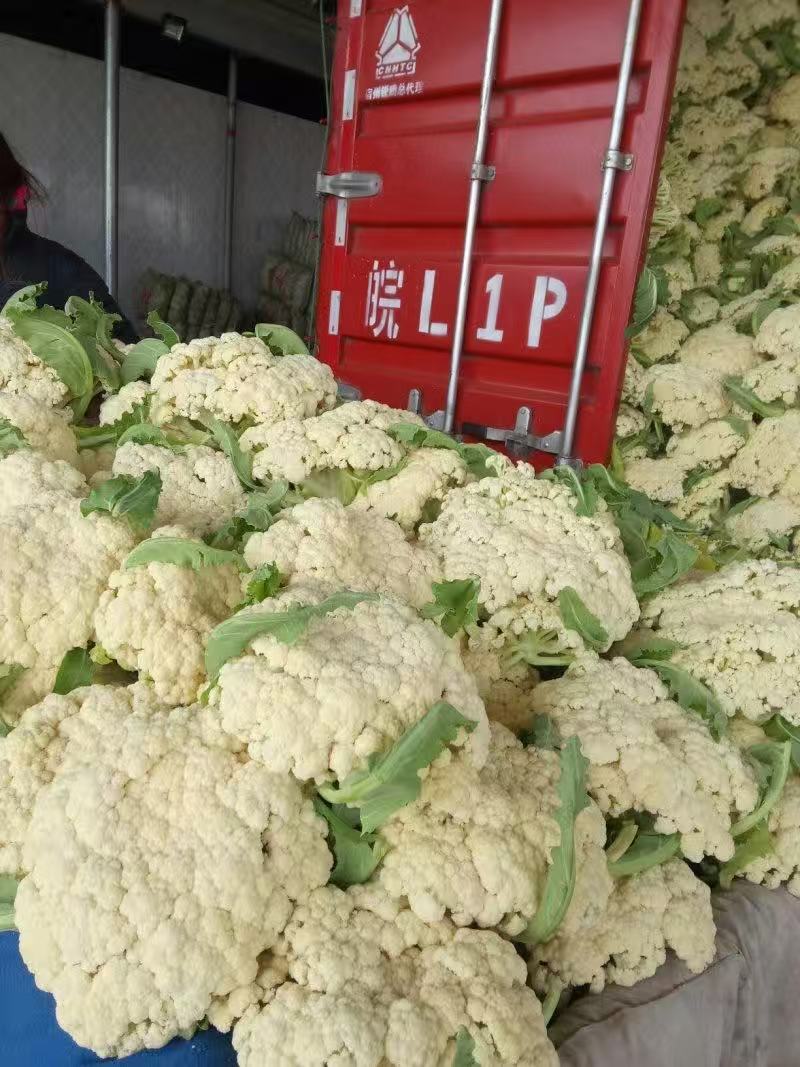 枝江有机花菜，大量精品新鲜现货速发，保质保量欢迎选购