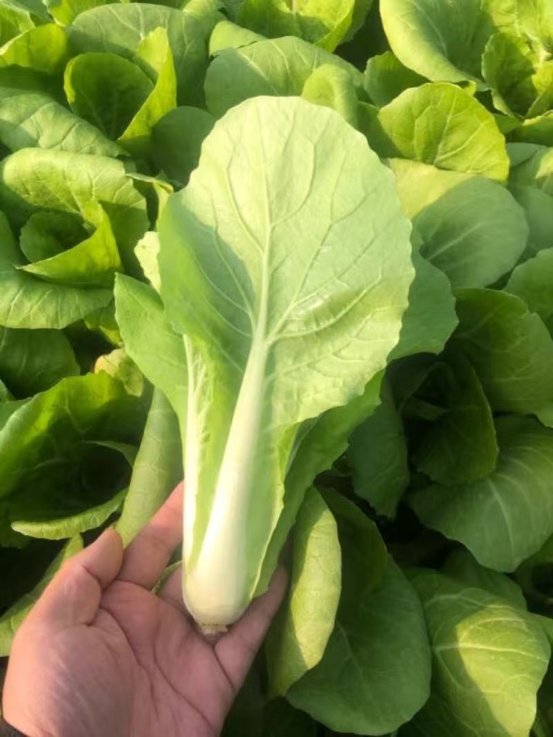 枝江精品快菜，大量精品新鲜现货速发，保质保量欢迎选购