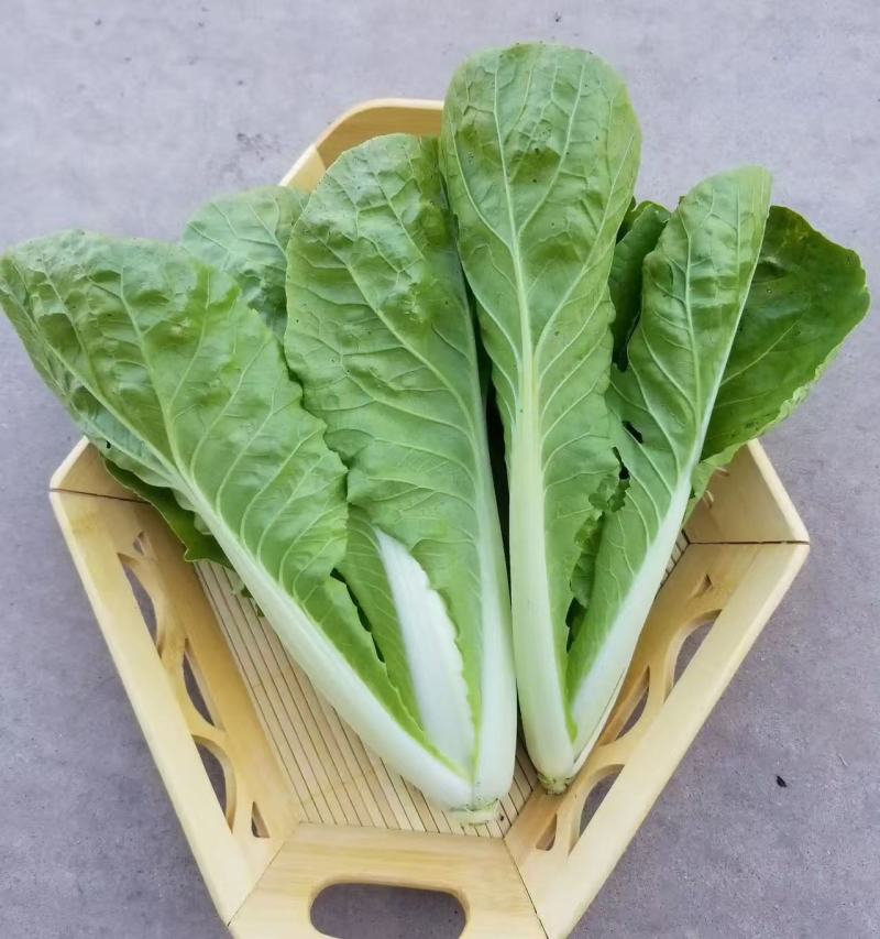 枝江精品快菜，大量精品新鲜现货速发，保质保量欢迎选购