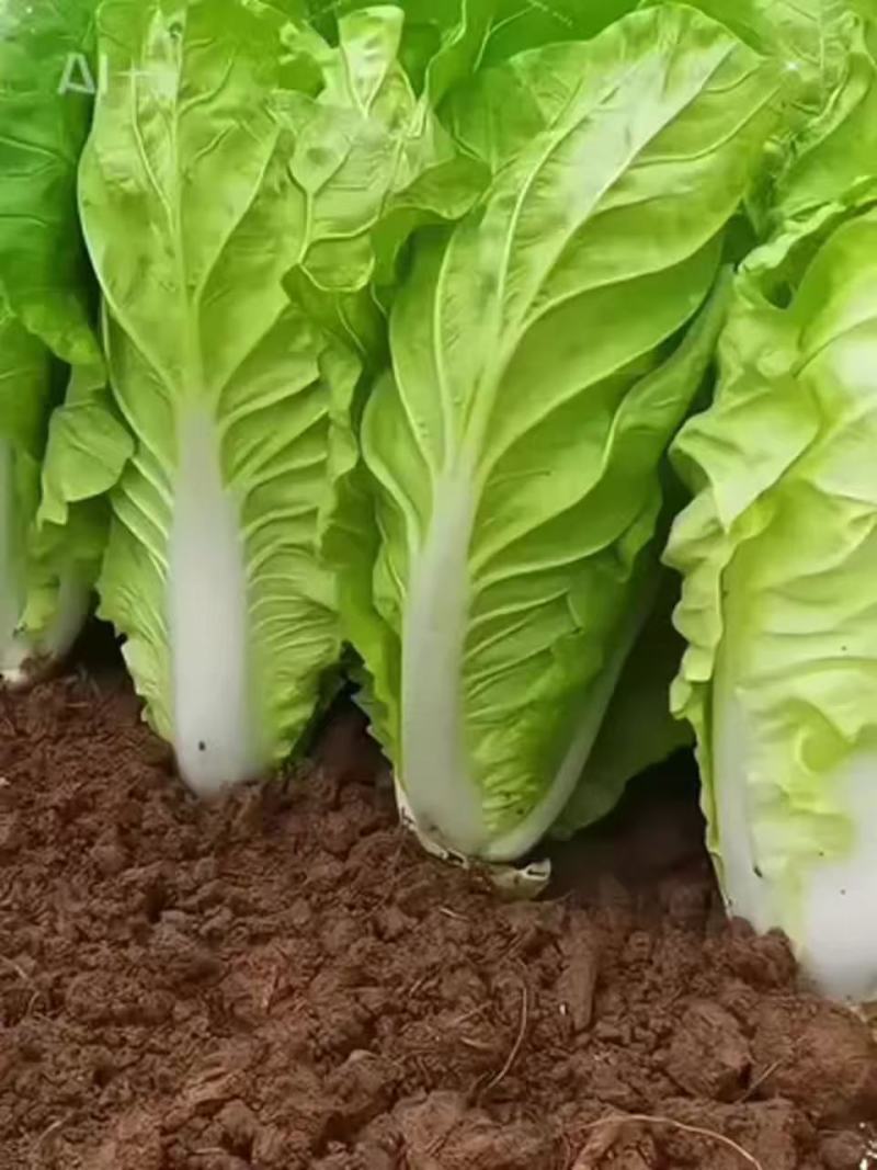 枝江精品快菜，大量精品新鲜现货速发，保质保量欢迎选购