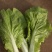 枝江精品快菜，大量精品新鲜现货速发，保质保量欢迎选购