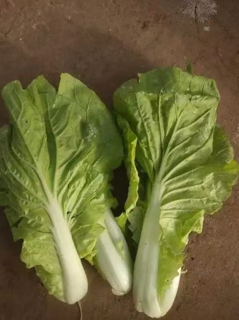 枝江精品快菜，大量精品新鲜现货速发，保质保量欢迎选购