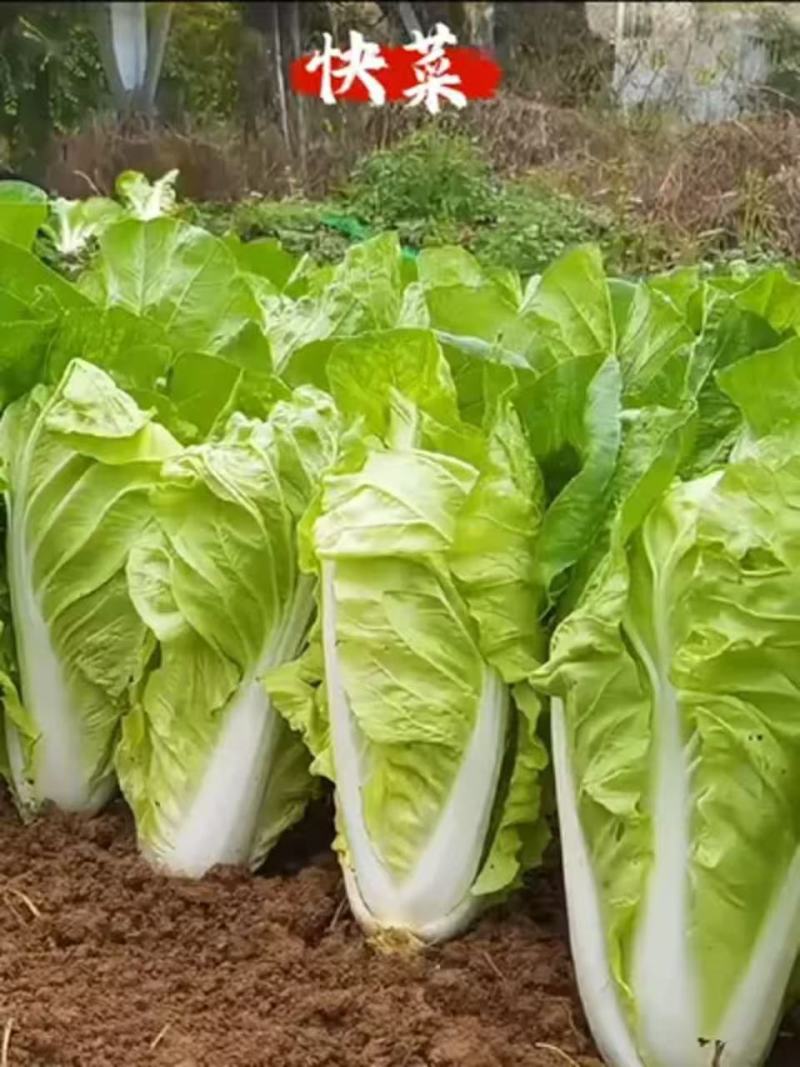 枝江精品快菜，大量精品新鲜现货速发，保质保量欢迎选购