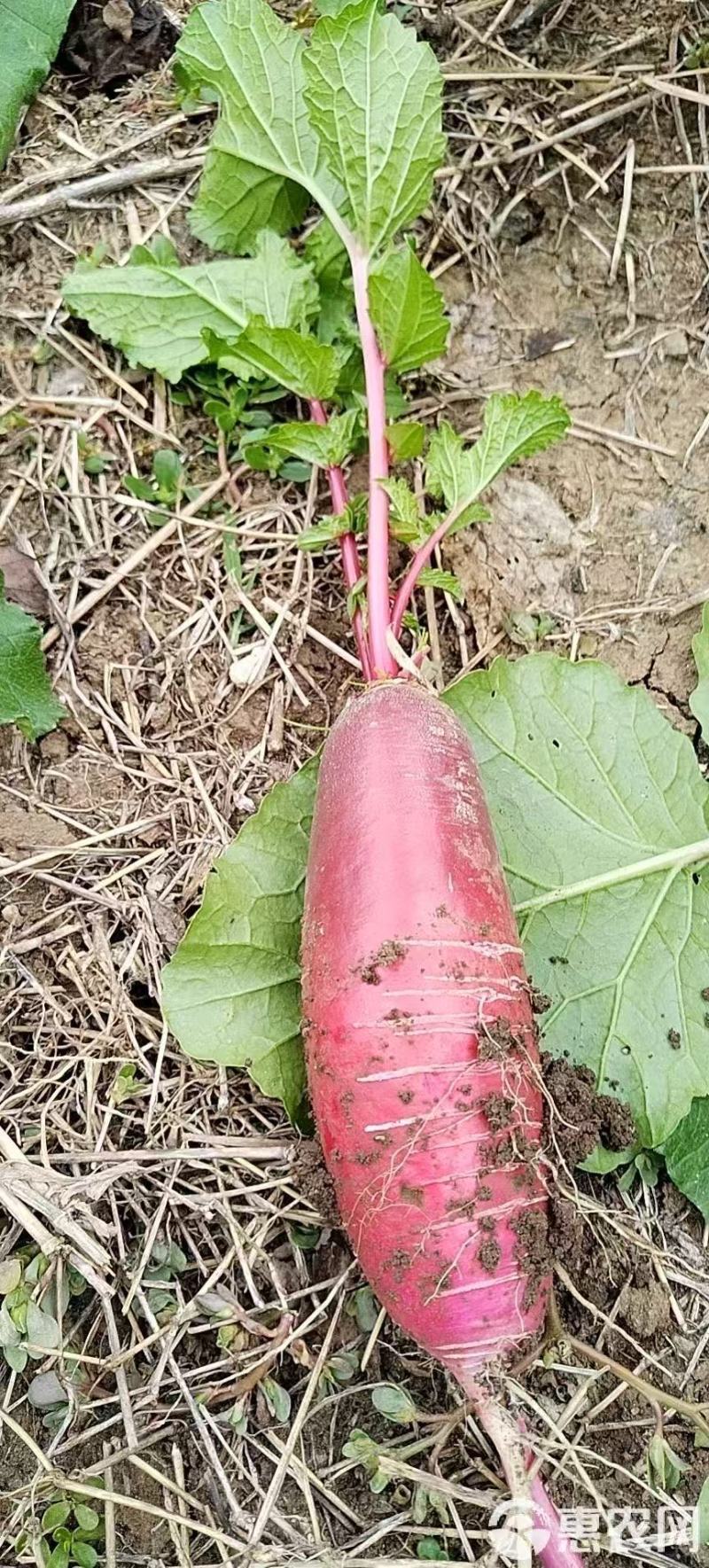枝江精品红萝卜，大量精品新鲜现货速发，保质保量欢迎选购