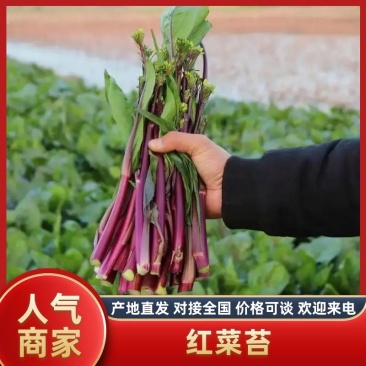 枝江精品红菜苔，大量精品新鲜现货速发，保质保量欢迎选购