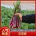 枝江精品红菜苔，大量精品新鲜现货速发，保质保量欢迎选购