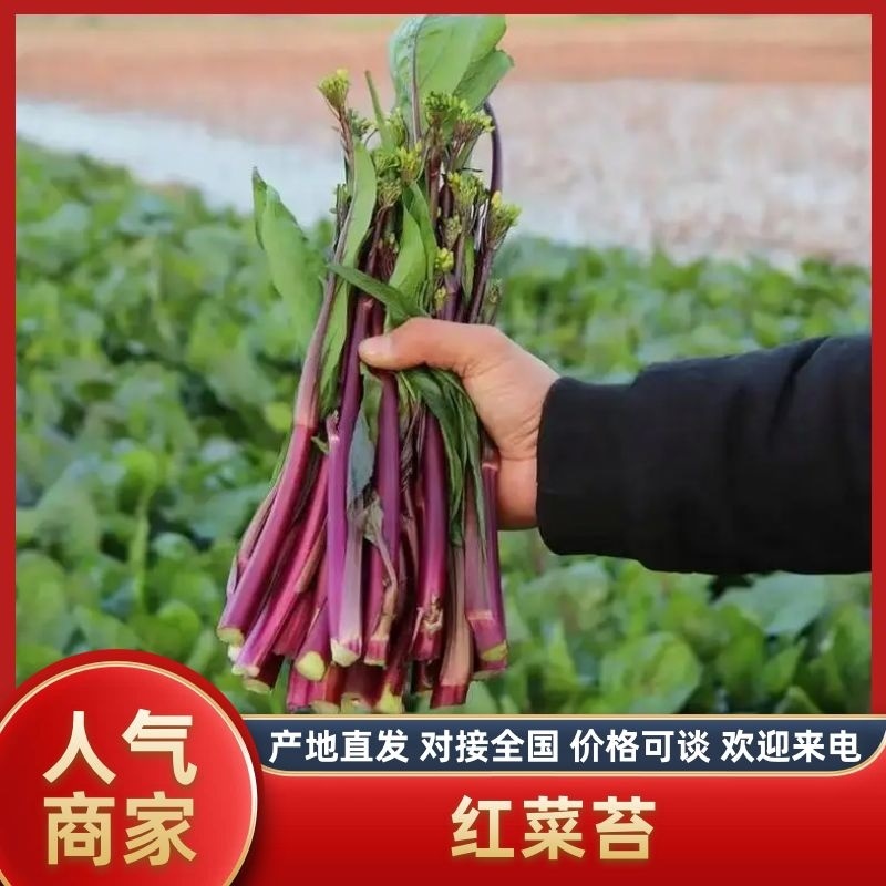 枝江精品红菜苔，大量精品新鲜现货速发，保质保量欢迎选购