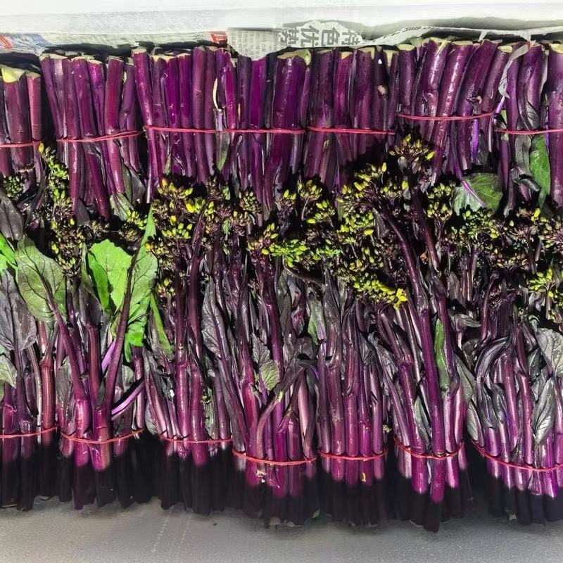 枝江精品红菜苔，大量精品新鲜现货速发，保质保量欢迎选购