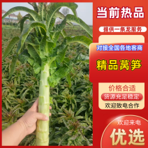 枝江精品莴笋，大量精品新鲜现货速发，保质保量欢迎选购