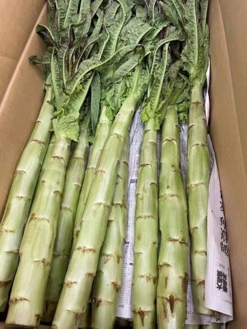 枝江精品莴笋，大量精品新鲜现货速发，保质保量欢迎选购