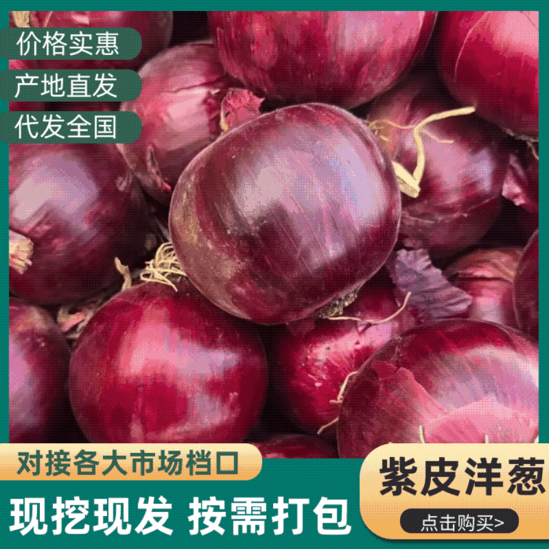 （热卖）甘肃紫皮洋葱新鲜上市价格美丽额对接全国市场走货快