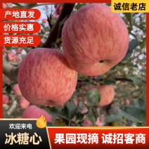 甘肃会宁头寨冰糖心红富士光果批发产地直销量大从优对接