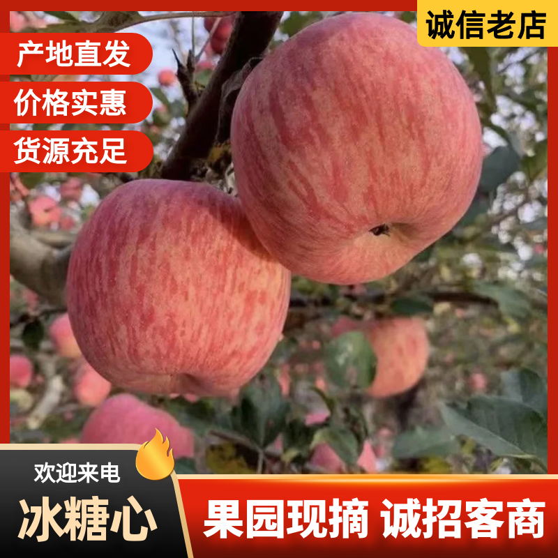 甘肃会宁头寨冰糖心红富士光果批发产地直销量大从优对接