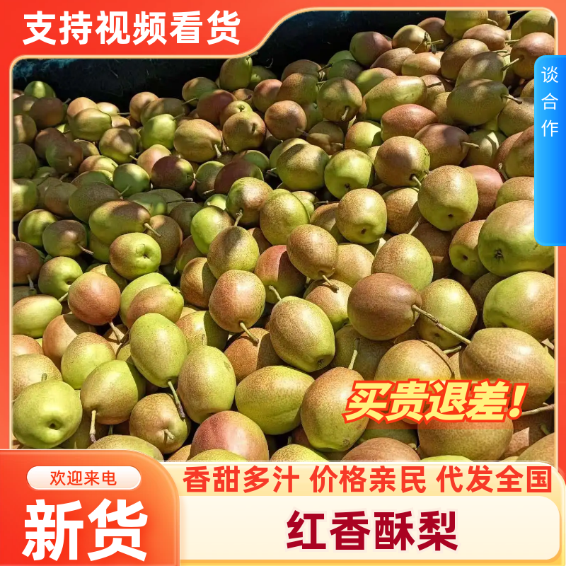 红香酥梨精品梨产地直销量大从优可视频看货对接全国