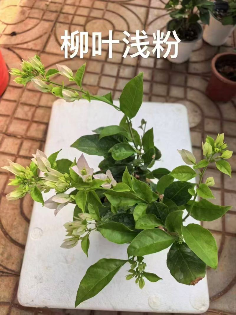 【热卖中】一百多个品种齐全价格优惠带土发货量大从优
