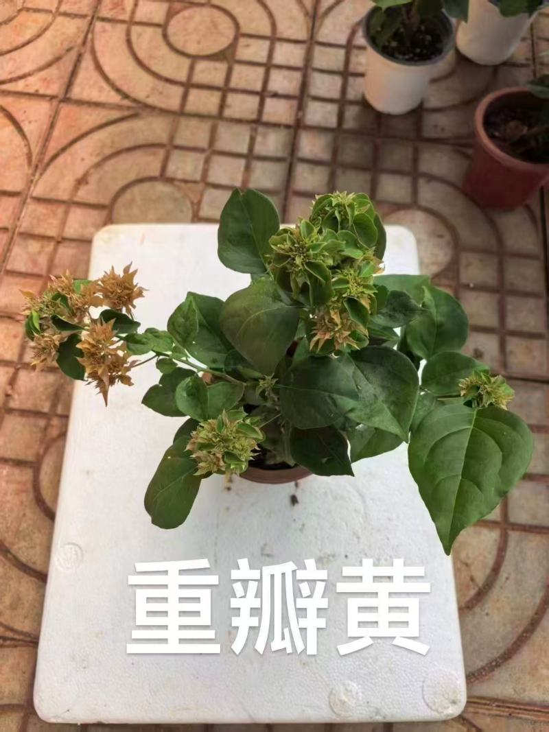 【热卖中】一百多个品种齐全价格优惠带土发货量大从优