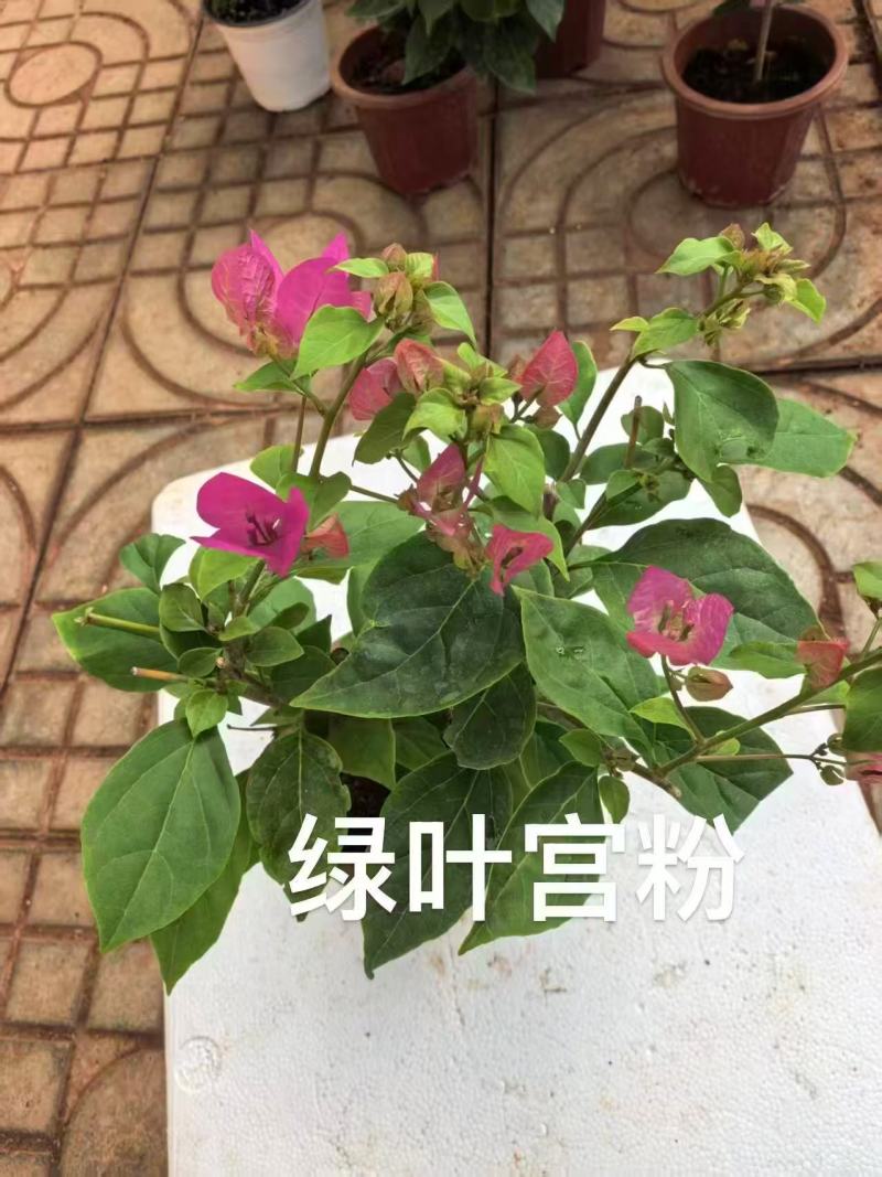 【热卖中】一百多个品种齐全价格优惠带土发货量大从优