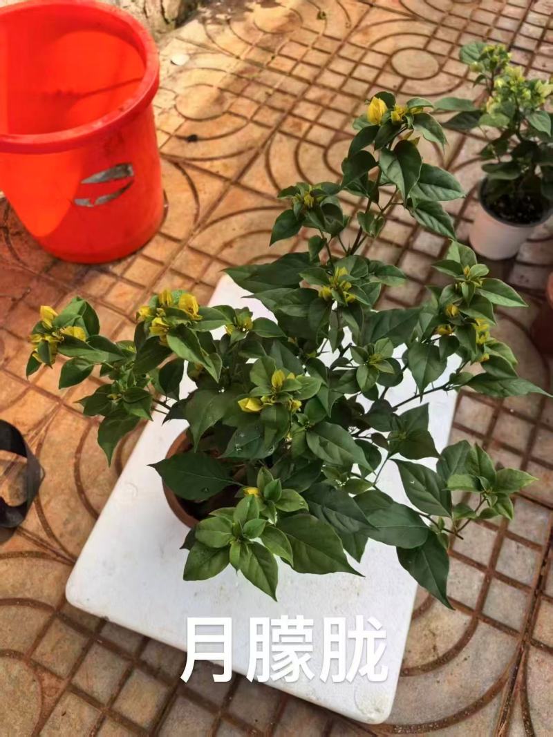 【热卖中】一百多个品种齐全价格优惠带土发货量大从优