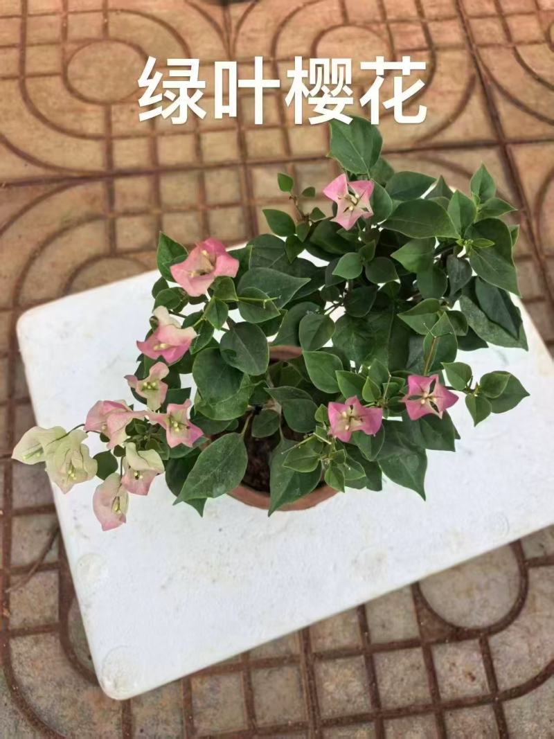 【热卖中】一百多个品种齐全价格优惠带土发货量大从优