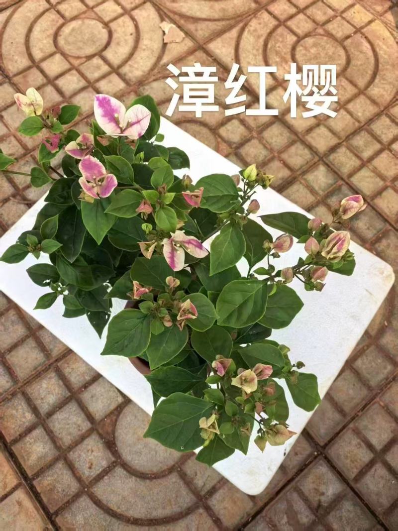 【热卖中】一百多个品种齐全价格优惠带土发货量大从优