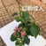 【热卖中】一百多个品种齐全价格优惠带土发货量大从优