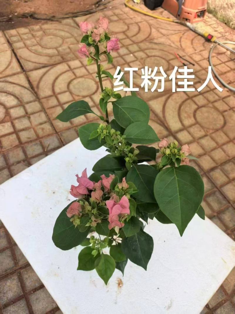 【热卖中】一百多个品种齐全价格优惠带土发货量大从优