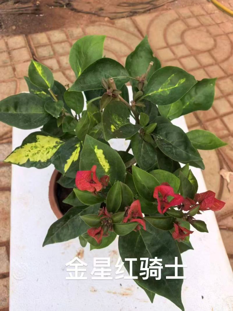 【热卖中】一百多个品种齐全价格优惠带土发货量大从优