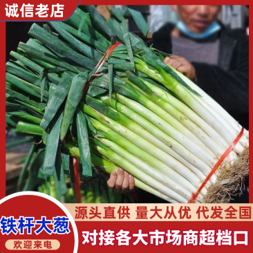 山东铁杆大葱大量供应中对接市场档口商超一条龙服务欢迎来电