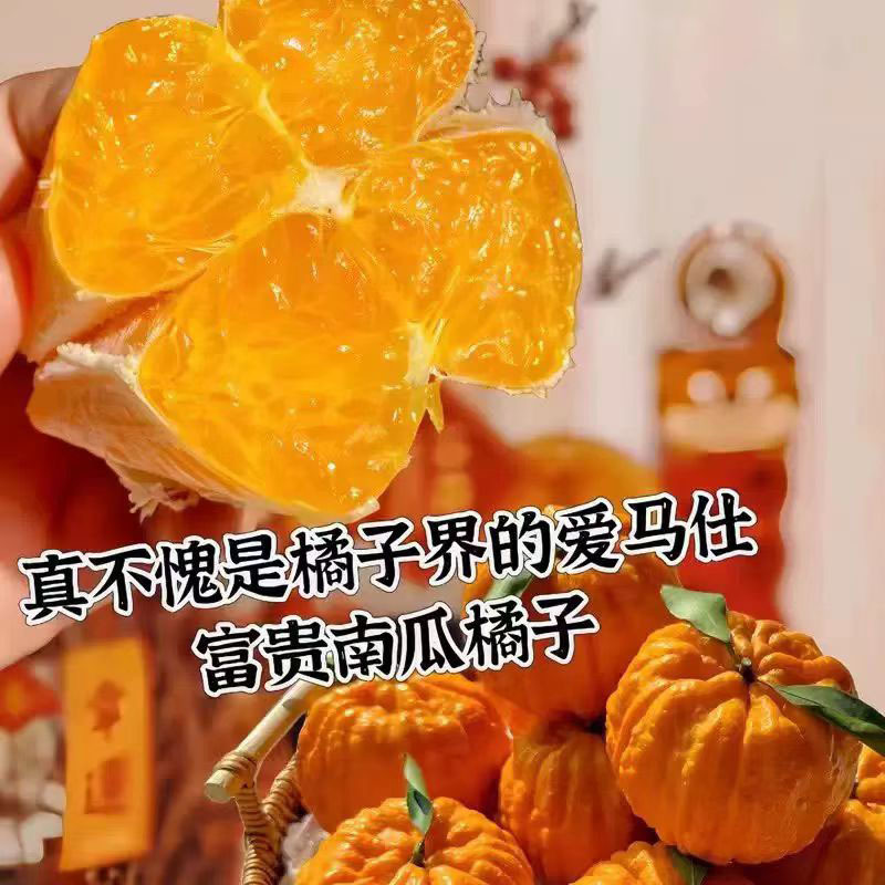 四川眉山南瓜柑当季爆甜发财柑柑橘南瓜柑柑橘橘子一件代发